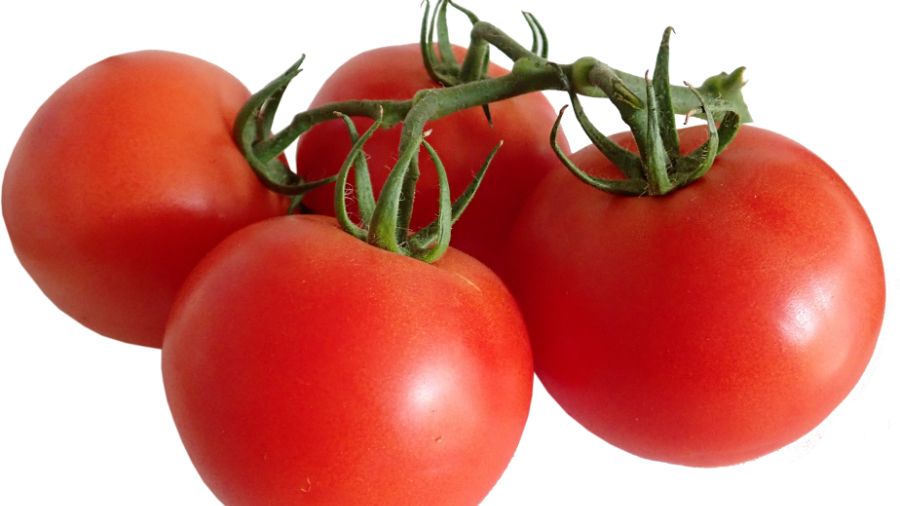 seizoen tomaten